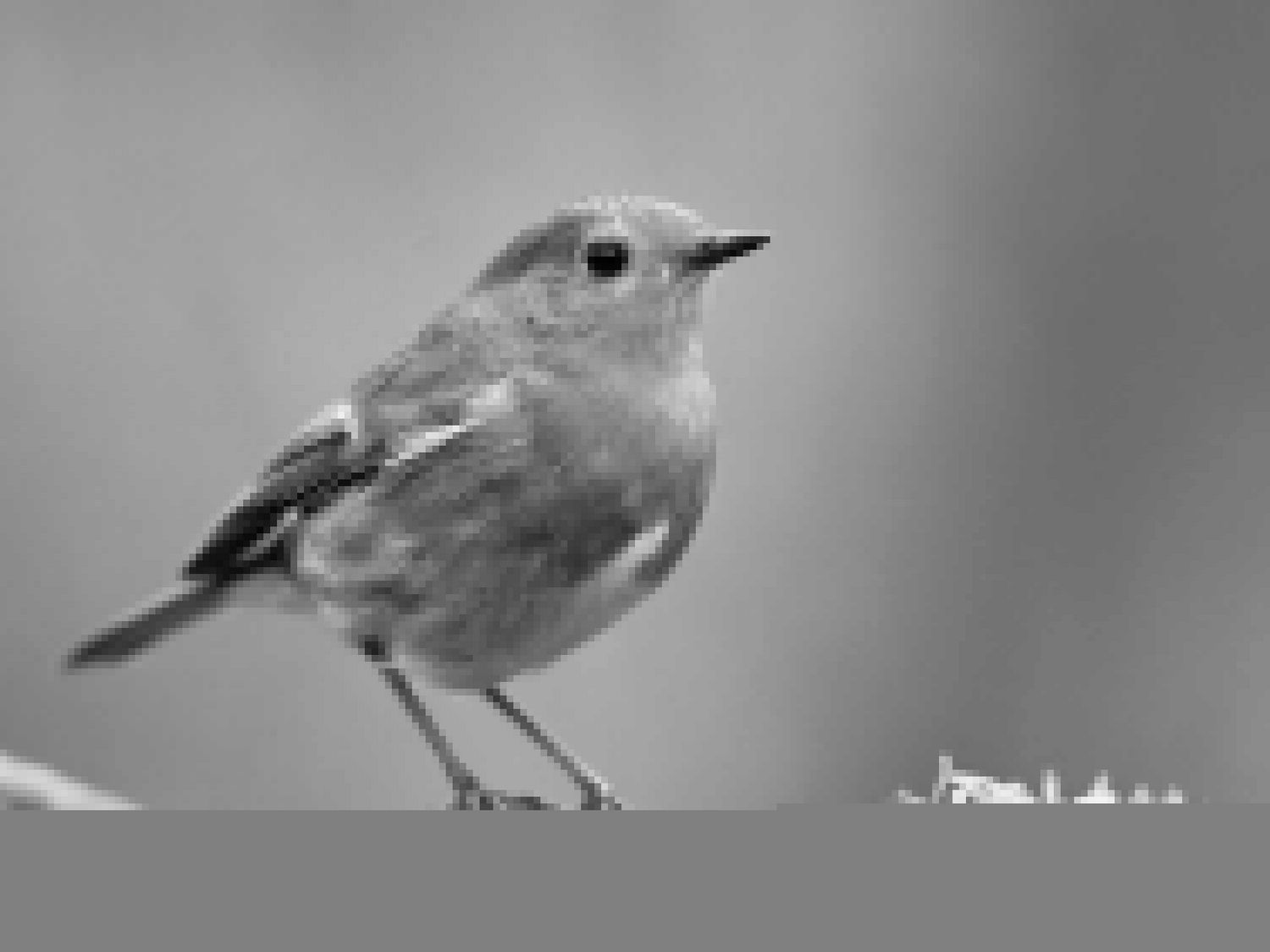 ANIMAL MOVEMENT AS A MOVING TARGET FOR CONSERVATION