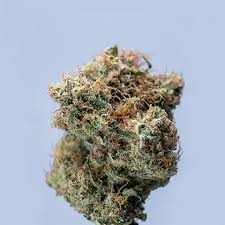 The Best Guide to Cultivating Weed Seeds Ontario The Best Guide to Cultivating Weed Seeds Ontario